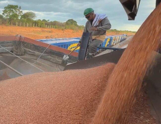 Transnordestina transporta 946 toneladas de sorgo em segundo teste operacional